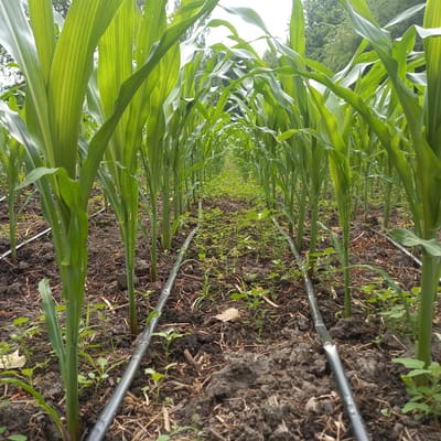 The image depicts a close-up view of a cornfield with irrigation lines running along the rows of corn plants. The perspective is low, looking down the rows of corn which stretch into the distance, creating a sense of depth. The corn plants are lush and green, with broad leaves that are characteristic of the crop. The soil appears dark and moist, indicating it has recently been watered or is in a damp condition. Small weeds and dried plant matter are visible between the corn stalks and around the irrigation lines. The irrigation lines are black and flexible, running parallel to the corn rows. The scene is outdoors, likely in a rural or agricultural setting.
There are no people visible in the image. The objects present are the corn plants, the soil, weeds, and the irrigation system. The scene is a cornfield undergoing irrigation.
Notable details include the vibrant green of the corn leaves, which are well-lit, suggesting it could be daytime. The lighting does not indicate a specific time of day such as dawn or dusk. There are no discernible weather cues, but the damp soil suggests favorable growing conditions. The location context provided is Petro-Pavlovka, Kyrgyzstan, which places this cornfield in Central Asia.
There is no visible text in the image. The overall impression is one of agricultural activity and plant growth.