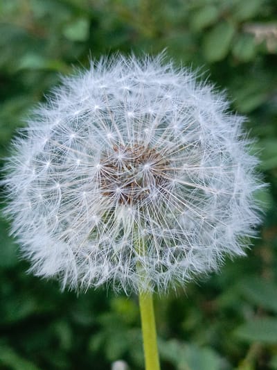 A close-up photograph displays a fully mature dandelion (Taraxacum officinale) seed head, commonly referred to as a "dandelion clock," against a soft, out-of-focus green background. The spherical structure of the seed head is predominantly white, composed of a multitude of individual achenes (seeds), each topped with a delicate, feathery pappus designed for wind dispersal. The intricate network of these white, filament-like structures radiates outwards from a central point, where subtle brown and tan tones are discernible. A segment of the dandelion's light green stem is visible, extending vertically beneath the seed head. The blurred background consists of various shades of green foliage, indicating a shallow depth of field. The image is evenly lit, highlighting the delicate textures of the seed head. The scene is located in Gabdyukovo, Russia.