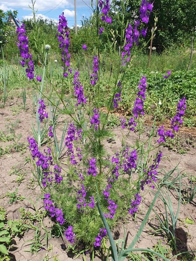 In Novoivanivka, Ukraine, a cluster of vibrant purple larkspur flowers stands tall in a dry, cracked garden bed under a bright, partly cloudy sky. The flowers, with their delicate, spiky petals, form a dense bush in the foreground, attracting the eye with their rich color against the muted tones of the soil and surrounding greenery. To the left and right of the larkspur, tall, green stalks of what appear to be onions or similar vegetables grow, their leaves long and pointed. In the background, a dense thicket of trees and bushes creates a natural backdrop, with glimpses of a fence and a rural house visible through the foliage. The scene evokes a sense of a sunny, rural day in a Ukrainian garden.