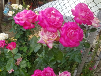 A close-up shot captures a cluster of vibrantly pink roses in full bloom, their velvety petals unfurling towards the camera. Some roses are a deep, saturated pink, while others display a lighter, almost iridescent hue with hints of white towards their centers. The roses are nestled amongst lush green foliage, with some leaves showing slight browning or wilting, suggesting the blooms are in various stages of their life cycle.

In the background, a weathered wire mesh fence creates a textured backdrop. Beyond the fence, a blurry scene unfolds, hinting at a garden setting. A discarded plastic bottle with a blue label is visible to the left, and a wooden post supports the fence on the right. The lighting suggests it is daytime, possibly late afternoon given the soft illumination and shadows. The overall atmosphere is one of natural beauty and the gentle decay of the garden. The location is identified as Lomets, Bulgaria. No text is clearly legible in the image.