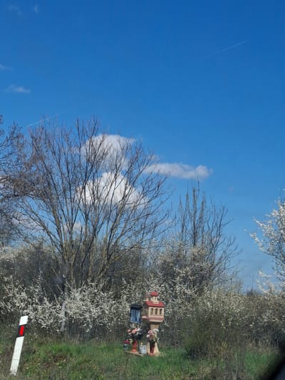 The image shows a clear blue sky with a thin contrail visible near the upper left. Several wispy clouds are present. In the lower portion of the image, blossoming trees line a roadside. A small shrine or memorial, decorated with flowers, is positioned near the road. There's green grass and a road barrier with red and white markings along the roadside. Based on the location mentioned in the prompt, it is inferred that this roadside is located in or near Studeno Buche, Bulgaria.
