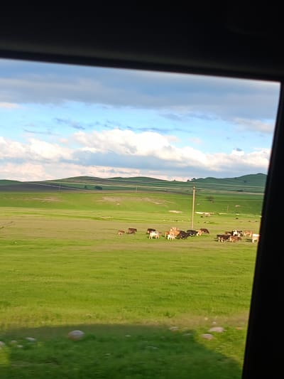 The image shows a herd of cattle grazing in a lush green pasture. The pasture is vast and rolling, with hills in the background. The sky is a bright blue with fluffy white clouds. The cattle are of various breeds and colors, and they are scattered across the field. Some are standing, while others are grazing. The scene appears to be in a rural area. Based on the location provided, this scene is likely situated in the city of Storozhevaya, Russia, a region known for its agricultural landscapes and cattle farming.