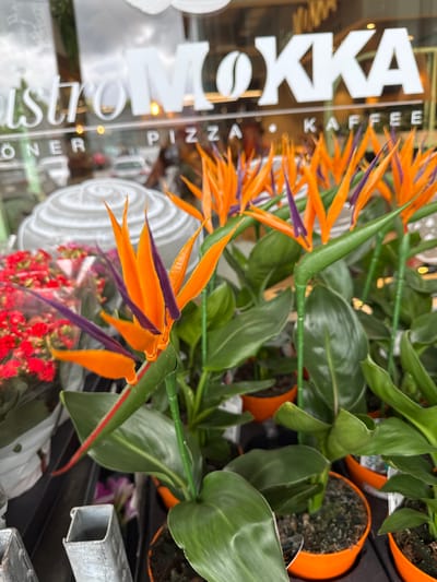The image displays a vibrant plant display, primarily featuring Bird of Paradise (Strelitzia) plants with their distinctive orange and purple blooms, positioned in front of a shop window. The plants, characterized by their lush green foliage, are potted in numerous bright orange, terracotta-style containers.
Reflected in the shop window is white text indicating the name and services of the establishment. Clearly visible are "MOKKA" with a coffee bean logo, followed by "KAFFEE" stacked vertically. Further along the window, the words "BISTRO," "PIZZA," and "DÖNER" are also discernible, suggesting a cafe or restaurant offering these items. The reflections in the glass show blurred shapes and light sources, hinting at a street or an indoor setting beyond the window.
In addition to the Bird of Paradise plants, bunches of small red flowers, wrapped in clear plastic, are visible near a white spiral-shaped decoration. A metallic, rectangular bar or structure is also present in the lower right corner of the original image. The scene captures a daytime commercial setting, likely a plant nursery, flower shop, or a cafe/restaurant in Waldshut, Germany, that incorporates plants into its storefront display.