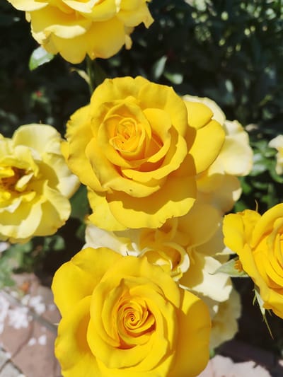 A close-up, eye-level shot captures a cluster of vibrant yellow roses in bloom. The roses are the primary subjects, with their petals unfurling in intricate patterns. The lighting suggests it is daytime, with sunlight casting shadows on the petals. The background is a mix of soft, dark green foliage and some out-of-focus lighter areas, indicating a garden or natural setting. There are no people visible in the image, nor any discernible actions or interactions taking place. The foreground shows a glimpse of textured ground, possibly a paved pathway or patio, with some lighter, reflective elements. The location is specified as Recea, Moldova, suggesting this is a scene from that geographical area.