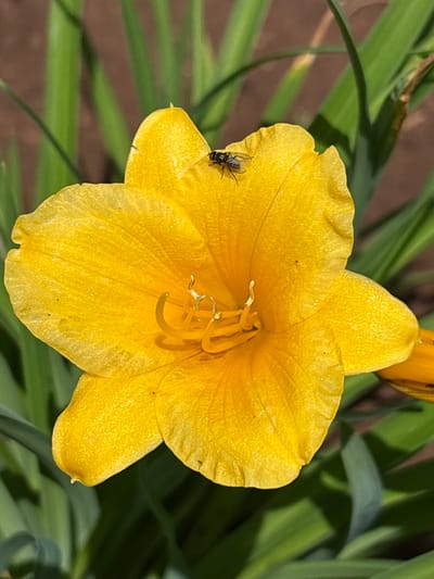 A close-up, eye-level shot features a vibrant yellow daylily in bloom. The flower, with its ruffled petals, is the primary subject, its textured surface speckled with tiny glints of light. A small fly with dark, segmented wings rests on the upper left petal. The flower's pistil and stamens are visible in the center, adding depth to the bloom. Behind the flower, out-of-focus green foliage and a brown, earthy background suggest a garden or natural setting. The image is sharp on the flower and the fly, while the background is blurred. There is no indication of the city of Bratsk, Russia, or any specific location.