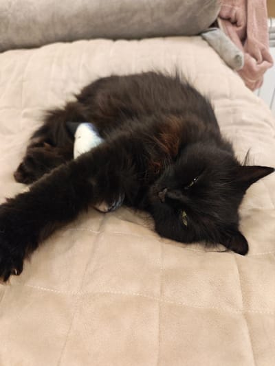A black, long-haired cat is lying on its side on a beige quilted surface, likely a bed or sofa. The cat's eyes are open and green, and it appears to be resting. A white and blue bandage is visible on the cat's left front leg. The background is out of focus, showing a soft gray and pink fabric, possibly blankets or pillows. The image is an indoor shot.