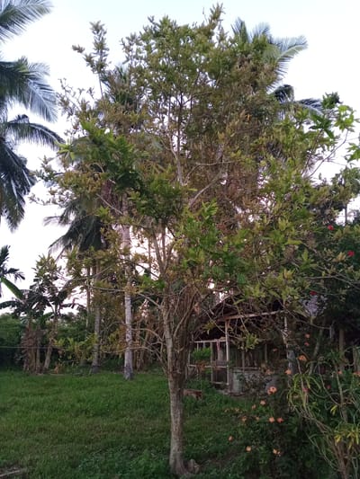 In Palohigeuh, Indonesia, a dense scene unfolds under an overcast sky. In the foreground, a bare-branched tree with sparse green leaves stands prominently, its trunk a light brown. To the right, vibrant orange flowers bloom on a bush, interspersed with some pink blossoms. Behind these, a rustic, open-sided structure, possibly a small shed or shelter, is partially visible, constructed from wood and what appears to be corrugated metal. Lush green grass covers the ground, and a variety of trees, including palm trees with their characteristic fronds, are scattered throughout the midground and background. The overall impression is one of a natural, possibly rural, setting.