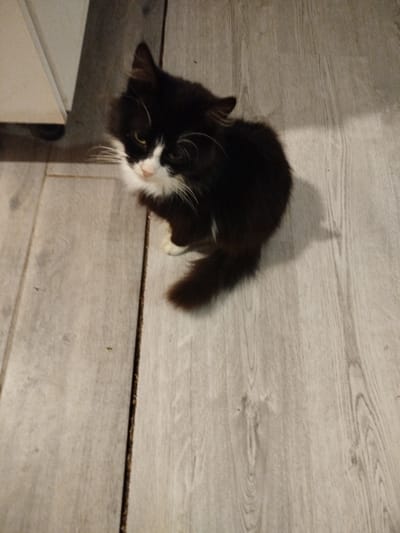 A black and white cat is sitting on a light-colored wooden floor. The cat is looking up and to the left. The cat has white fur on its chest and muzzle, and black fur on the rest of its body. The floorboards are laid horizontally and have a visible grain. The scene is indoors, likely a residential setting in Yelizavetinskaya, Russia. There is a sliver of what appears to be a white cabinet or furniture visible on the left side of the image.