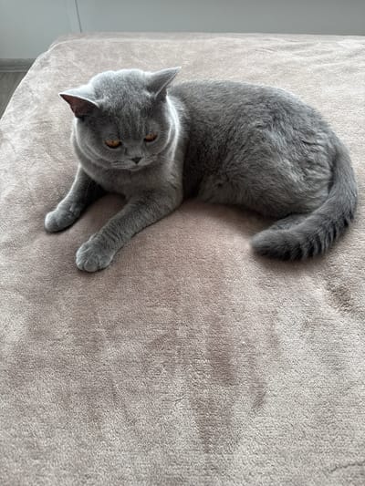 The image shows a short-haired, grey British Shorthair cat lying on a textured, light brown surface, possibly a blanket or carpet. The cat is oriented diagonally across the frame, with its head facing the lower left corner and its body curving towards the upper right. Its eyes are open and appear to be a golden-orange color. The cat's fur is short and dense, typical of the breed. Its tail is curled around its body, showing faint darker grey stripes. The surface the cat is lying on has a soft, plush texture, with visible fibers creating a slightly uneven appearance. The lighting suggests an indoor setting, with soft light illuminating the scene, possibly from a window to the left of the frame, as indicated by a slight shadow and a brighter area on the surface at the far left. The overall mood is calm and relaxed, with the cat appearing to be at ease. No people, text, or other significant objects are visible in the frame. The setting appears to be a domestic environment.