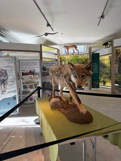 The image displays an interior exhibition hall in Vavřinec, Czechia, featuring multiple taxidermied animals and informational displays. In the foreground, a taxidermied wolf is prominently positioned in a walking posture, its left front paw extended. It stands on a dark, irregular-shaped base resembling soil with sparse dry vegetation, placed upon a table draped with lime-green fabric. Black fabric barriers on portable stanchions delineate the immediate display area.
The background consists of several vertical exhibition panels. To the left, two panels present graphic illustrations of wolves in a snowy landscape, including paw prints, and comic-strip depictions of animals accompanied by Czech text. Behind the central wolf display, a panel with Czech text titled "TAJEMSTVÍ ŽIVOTA VE SMEČCE" (Secrets of Life in a Pack) is visible. Further back and to the right, green-toned display sections simulate forest environments, with smaller bat silhouettes affixed to one panel.
Additional taxidermied animals are visible in the upper sections of the exhibit: a Eurasian lynx is mounted on a raised platform above the central background panel, appearing to walk. Overhead, an owl or similar raptor is suspended in flight from the ceiling. To the far right, another bird, possibly an eagle or hawk, is perched on a display.
The ceiling is light-colored and fitted with black track lighting rails. The floor is a light-colored, speckled concrete or tiled surface, illuminated by natural light entering from an unseen source, casting distinct shadows. No human figures are present within the scene.