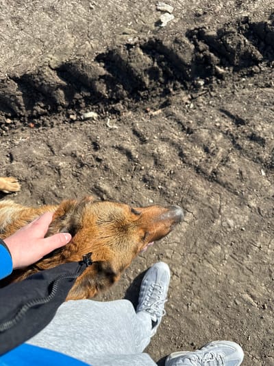 A high-angle forensic shot captures a scene in Krumovo Gradishte, Bulgaria, depicting an interaction between a person and a dog on dry, unpaved ground. The lower left of the frame shows the right leg and foot of a person, clad in light grey sweatpants and a grey Nike Air Max 95 sneaker. A blue sleeve cuff is visible on the left edge, and a black garment with a zipper runs across the mid-left. A light-skinned hand, presumably belonging to the person, rests gently on the head and upper back of a medium-sized, reddish-brown dog. The dog is positioned to the right of the person's leg, facing towards the right with its mouth slightly open, revealing a pink tongue. The ground beneath them is compacted dirt, exhibiting cracks and irregular textures. Prominent tire tracks are imprinted into the earth in the upper and mid-sections of the image, running diagonally from left to right. Small rocks and debris are scattered across the ground. Harsh shadows are cast, indicative of strong overhead sunlight.