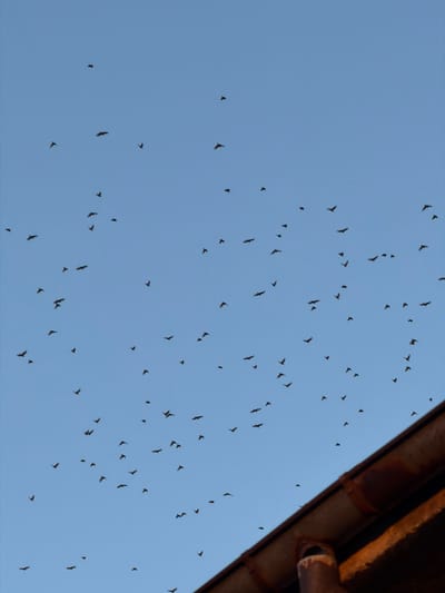 A flock of birds flies across a clear blue sky in Krumovo, Bulgaria. The birds are small and silhouetted against the sky, making it difficult to identify their species. The sky is a uniform pale blue with no clouds. In the lower right corner of the image, a portion of a roofline is visible. The roof is made of reddish-brown tiles and appears to be weathered. A downspout is attached to the roof and is also visible. The lighting suggests it is either early morning or late afternoon.
