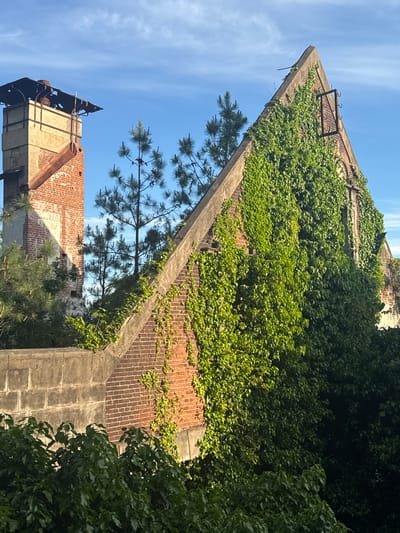 An upward-facing, landscape-orientation image depicts a weathered brick structure, partially overgrown with ivy, set against a blue sky with sparse clouds. The building exhibits a triangular apex, accentuated by a concrete frame. An adjacent structure with a rusted metal frame is visible. A tall pine tree stands partially in front of the brick structure. Lush greenery surrounds the building. The city or region of Tsanbaikwara, Abkhazia, is implied as the location. No people or subjects are seen.
