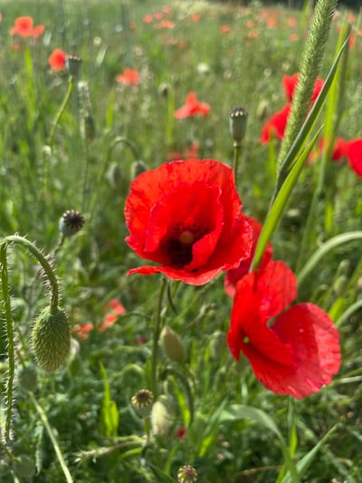 The image shows a close-up of a field of red poppies in Alzey, Germany. The poppies are in bloom, with some in full flower and others still in bud. The field is green and lush, with other wildflowers scattered among the poppies. In the foreground, a spiky green poppy bud is visible on the left side of the frame, and two bright red poppies are in focus on the right. A blade of tall green grass runs diagonally through the center of the image, obscuring some of the background detail. The background is a blur of red poppies and green foliage, suggesting a wide expanse of flowers. The scene is brightly lit, indicating it was taken on a sunny day.