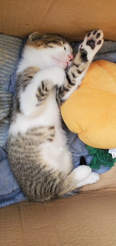 A tabby and white kitten is sleeping in a cardboard box lined with a soft blue blanket. The kitten is curled on its back, with its paws in the air. A yellow plush toy is next to the kitten, and a small green toy with tassels is behind it. The kitten's eyes are closed, and its pink nose is visible. The kitten appears peaceful and content. The box is made of brown corrugated cardboard. The scene is dimly lit, suggesting it could be indoors or during the evening. There is no visible text in the image. The location context is Νέα Σάντα, Greece.