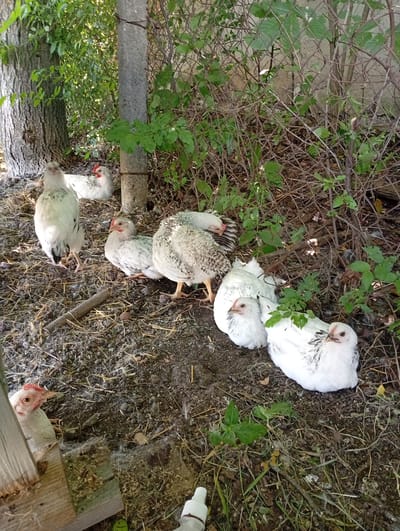A flock of six white chickens with black speckles are scattered across the ground in a yard. The chickens are in various poses, with some standing and others resting. The ground is covered in dirt, straw, and scattered leaves. Behind the chickens, a chain-link fence is visible, overgrown with vines and branches. A large tree trunk is to the left of the frame, with green foliage extending from it and into the background. A grey concrete pole stands near the center of the image, possibly a fence post or utility pole. The scene appears to be in a rural or semi-rural setting. The image was taken outdoors in daylight, as indicated by the shadows. The location is specified as Buțeni, Moldova.