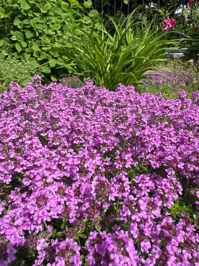 The image depicts a close-up view of a patch of bright pink flowers, likely thyme, in a garden setting. The flowers are densely packed, forming a carpet of color that fills the foreground and middle ground. In the background, lush green foliage and a black metal fence are visible. The scene is bathed in natural light, suggesting it was taken outdoors during the daytime. The location is identified as Kosherovo, Russia. No people or animals are present in the image, and no specific actions or interactions are taking place. The focus is entirely on the natural beauty of the flowers and the surrounding garden elements.