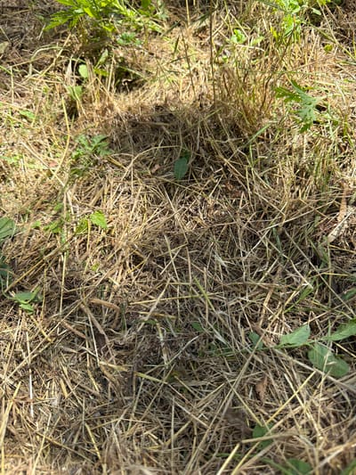 The image shows a close-up of dry, light brown grass and straw scattered on the ground. Interspersed within the dry vegetation are a few small, green leaves and some taller, living green grass stalks. The lighting suggests it is daytime, with shadows cast across the scene, indicating sunlight. The overall environment appears to be an outdoor, unkempt area. There are no people or discernible objects of interest beyond the natural ground cover. The location is specified as Ust'-Dzhigutinka, Russia, which is a village in Stavropol Krai. This scene depicts a typical natural ground surface in a rural or undeveloped area within that region.