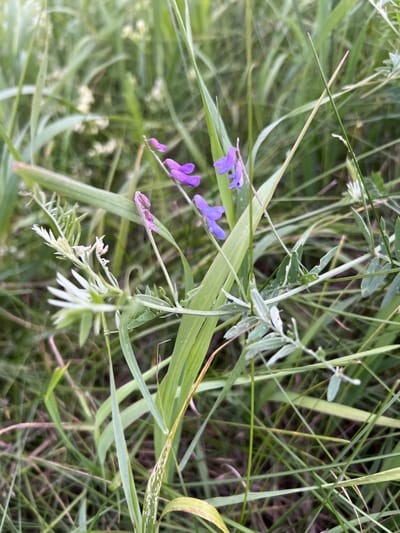 A close-up, eye-level, medium shot captures a cluster of delicate purple flowers and green foliage in what appears to be a natural, outdoor setting. The flowers, primarily a soft purple hue, are small and clustered on thin stems. They are interspersed with various shades of green leaves and grass blades, some of which are slender and pointed, while others are broader and flatter. The background is a blur of green, suggesting more vegetation out of focus. The lighting appears natural, possibly overcast or diffused sunlight, creating soft shadows and a gentle overall illumination. The scene is set in the vicinity of Калодзежскі сельскі Савет, Belarus.