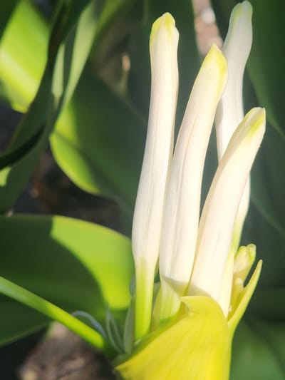 A close-up, high-angle shot focuses on a cluster of unopened white flower buds with yellow tips, emerging from a bright yellow base. The buds are tall and slender, some appearing to be in different stages of opening, with subtle purple lines visible on one. The background is a blur of lush green foliage and shadows, suggesting an outdoor setting. The image was captured in Altamonte Springs, United States of America.