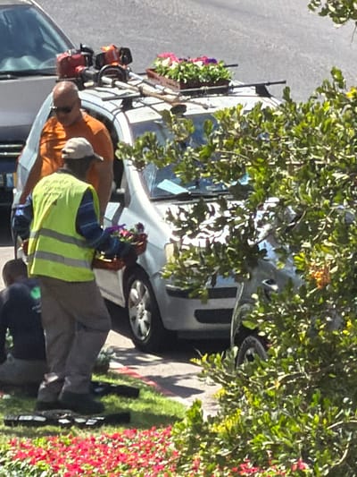 The image shows two individuals working outdoors, with a silver car in the background. One person is wearing an orange shirt and appears to be bald, while the other is wearing a bright yellow safety vest over a blue and white striped shirt and dark pants. This person is holding a bunch of colorful flowers.
They are positioned near a vehicle, possibly a car or van, which is partially obscured by foliage. There are also potted plants with flowers visible, suggesting a garden or floral arrangement context. The ground is covered with green grass and a patch of vibrant red flowers, indicating a well-maintained outdoor setting. The presence of the safety vest suggests that the activity may involve some form of work or maintenance.
The lighting suggests it is daytime, likely sunny given the shadows. The overall scene appears to be in a residential or public area with landscaping. The specific location is Ashdod, Israel.