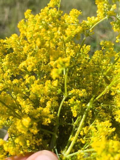 In Anastasivka, Ukraine, a close-up, eye-level shot captures a bouquet of small, vibrant yellow flowers. The flowers are clustered together on thin, green stems, creating a dense and textured arrangement. The background is softly blurred, suggesting a natural outdoor setting with hints of green foliage. The lighting is bright, indicating it is daytime, and the focus is sharp on the flowers. A portion of a person's hand is visible in the lower left corner of the frame, holding the stems of the bouquet.