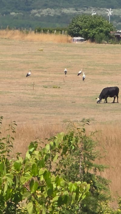 The image depicts an outdoor scene in Ravadinovo, Bulgaria, featuring a grassy field with several storks and a black cow. In the foreground, lush green foliage partially obscures the view. The middle ground reveals a wide expanse of dry grass, where four storks are visible. One stork stands to the left, while another pair is positioned further to the right. A single stork stands to the right of this pair. A large black cow with white markings on its face is grazing in the field to the right of the storks. In the background, a treeline dominates the horizon, with a white, modern-looking structure and two small wind turbines situated amidst a cluster of green trees. A fence line runs horizontally across the mid-background. The sky is overcast with diffused light, suggesting a slightly hazy atmosphere.