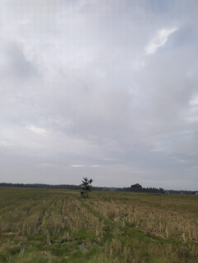 An overcast sky with scattered clouds looms over a vast, harvested rice field in Muliengmanyang, Indonesia. The field is a patchwork of stubble, with some areas of green regrowth and standing water. In the middle ground, a lone, spindly tree stands in the field, with a small, dark structure partially visible near its base. In the distance, a dense line of trees forms the horizon, with hints of buildings or structures peeking through. The overall impression is one of rural tranquility under a somber sky.