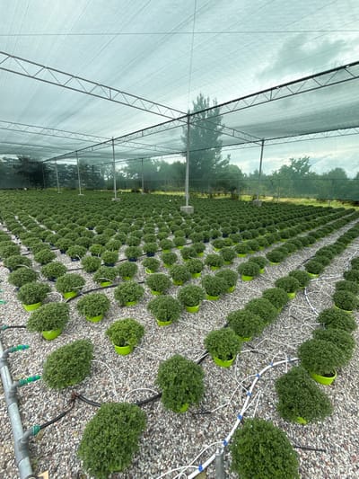 The image depicts a greenhouse in Kalinkovo, Russia, dedicated to cultivating rows of small, bushy green plants in pots. The greenhouse features a light-colored shade cloth stretched over a metal frame, filtering the natural light. The ground is covered in gravel, and a network of irrigation pipes and tubing is visible, supplying water to the plants. The plants appear healthy and uniform, arranged in precise rows and columns across a large area. In the background, trees and other greenery are visible beyond the confines of the greenhouse structure. There are no people visible in the image.
