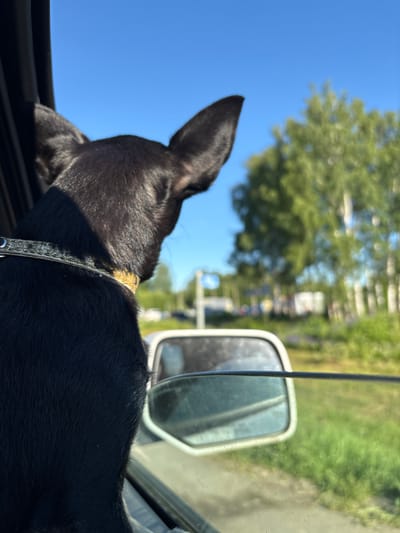 A black dog with large ears is looking out of a car window. The dog is wearing a collar. The car is in motion, as evidenced by the blur of the background. The background consists of green grass and trees, suggesting a rural or suburban setting. The sky is clear and blue. There is a side-view mirror visible in the foreground. The image appears to have been taken on a sunny day in the city of Ostrovskoye, Russia.
