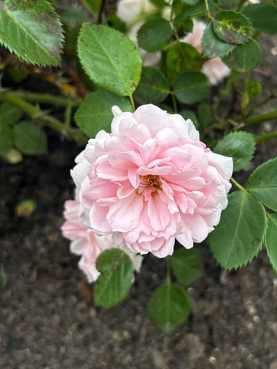 This is a close-up, eye-level shot of a light pink rose in bloom, set against a blurred backdrop of green foliage and dark, textured ground, possibly asphalt or a rough path. The rose is the clear focal point, with its many delicate petals layered in a full, ruffled bloom. The center of the rose reveals hints of a light brown or coppery hue.
Surrounding the rose are several green leaves, some showing signs of spotting or discoloration with dark brown and yellowish patches, suggesting potential disease or age. The stems of the plant are visible, appearing thorny. In the background, two other pale pink rose blooms are partially visible, suggesting a cluster of roses. The lighting suggests it could be daytime, possibly overcast or in shade, as there are no harsh shadows.
The scene appears to be in a garden or natural setting, given the presence of plants and the textured ground. The overall impression is one of natural beauty, though the spotted leaves introduce a subtle hint of imperfection or the cycle of growth and decay. There is no visible text in the image. The location context of Mount Royal, Canada, suggests an outdoor environment, possibly a park or botanical garden, during a season when roses are in bloom.