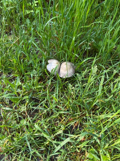 Two pale, umbrella-shaped mushrooms grow nestled among lush green grass in Bol'shaya Rechka, Russia. The grass is damp, with small water droplets visible on the blades. The mushrooms' caps are a muted beige-grey, appearing smooth and slightly rounded. The scene suggests a natural, outdoor environment, likely a meadow or forest floor, with the focus on the fungi emerging from the verdant foliage.