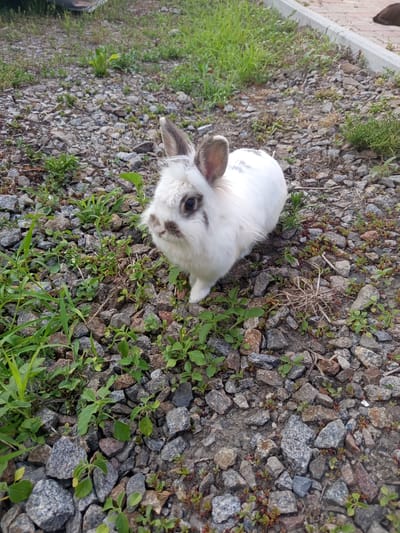 An extremely fluffy, white rabbit with grey-brown markings on its face and ears is standing on a ground covered with small grey and brown rocks and some green grass. The rabbit is facing the camera, with its left paw extended slightly forward. In the background, there is more grass and a grey concrete border. Part of a dark-colored animal, possibly a dog, is visible lying on a brick pathway in the upper right corner of the image. The scene appears to be outdoors, in an urban or suburban setting, likely in Vilshany, Ukraine.
