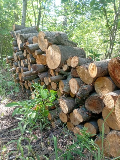 A pile of cut logs, varying in diameter, is stacked in a forest. The logs are mostly in the foreground and midground, with some greenery and tree trunks visible in the background. The ground is covered in leaves and twigs. The scene appears to be outdoors in a wooded area, possibly a forest or a clearing. The lighting suggests it is daytime, with sunlight filtering through the trees. There are no people or animals visible in the image. The logs are arranged in an informal, haphazard stack, indicating they may have been recently cut or are awaiting transport. The image is taken from a slightly low angle, looking up at the pile of logs.
