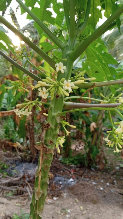A medium shot captures a close-up of a papaya tree's stalk with developing flowers and buds, set against a blurry background of foliage and dried debris on the ground. The stalk, which is green and segmented, features several clusters of small, pale yellow flowers, each with five petals, and numerous elongated, green buds. The leaves of the tree are visible in the upper portion of the frame, with sunlight filtering through them. The ground below is covered with dry leaves, twigs, and some scattered litter, suggesting an outdoor, possibly rural or garden setting. The overall lighting suggests it is daytime, possibly late afternoon given the angle of the sun. There are no people or animals visible in the image. The image appears to have been taken in Cotjrat, Indonesia, based on the context.