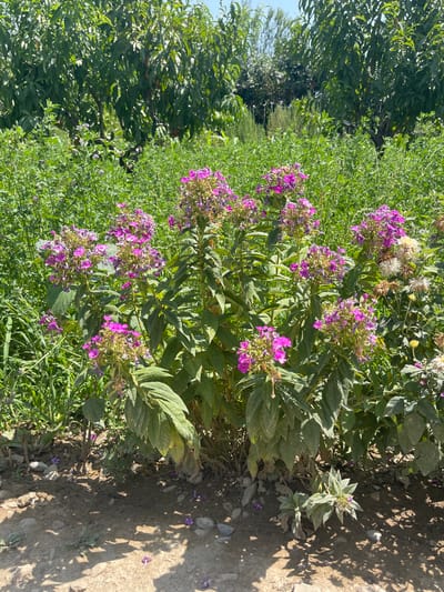 In the city of Жаңы-Абад, Kyrgyzstan, a cluster of vibrant pink phlox flowers are in bloom, set against a backdrop of lush green foliage and trees. The flowers, with their delicate petals, stand tall on sturdy stems, some reaching a considerable height. The surrounding vegetation is dense and verdant, suggesting a well-established garden or natural area. The ground beneath the flowers is a mix of soil and small pebbles, with a few fallen petals scattered about, hinting at the ongoing cycle of growth and decay in nature. The scene is bathed in bright sunlight, casting dappled shadows on the ground and illuminating the rich colors of the flora. The overall impression is one of natural beauty and tranquility, a peaceful corner of the city untouched by the hustle and bustle of urban life.