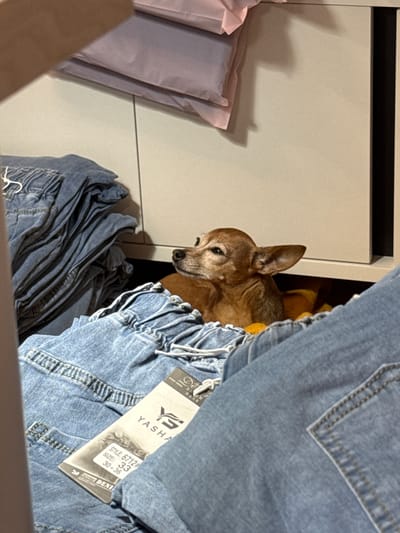 A small, tan dog is resting among stacks of folded blue jeans. The dog appears to be a Chihuahua mix and is lying down with its head slightly raised, looking to the left of the frame. The jeans are a light blue denim and are neatly folded. A clothing tag is visible on one of the pairs of jeans, showing the brand "YASHA" and details like "STYLE: 6712" and "SIZE: 33 30-36". The background suggests an indoor environment, possibly a closet or storage area, with light-colored shelves and a hint of pink fabric or pillows above. The lighting is soft, casting gentle shadows. The image does not provide any information that would allow for its location in Vlasikha, Russia to be determined.