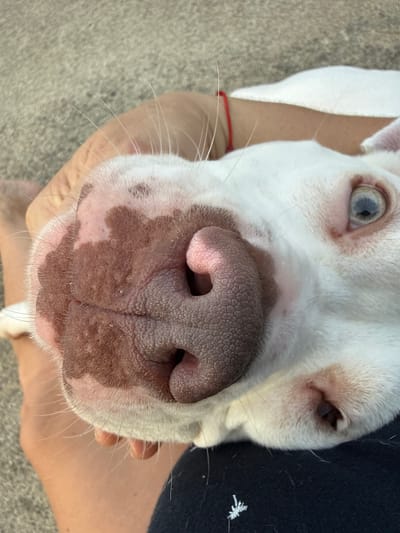 In Cartersville, Georgia, a close-up shot captures a white dog with a pinkish-brown muzzle and blue eyes. The dog's nose is prominently featured, with visible texture and brown spots on the snout. A human hand, with a red string bracelet on the wrist, gently supports the dog's head. The background consists of a textured, light-colored surface, possibly concrete or asphalt, with hints of darker specks. The overall scene suggests a moment of affection between a person and their pet outdoors.