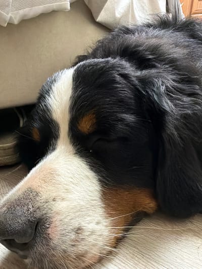 The image shows a close-up, overhead view of a Bernese Mountain Dog sleeping on a beige, textured surface, likely a couch or bed. The dog's head is the primary subject, with its fur displaying the breed's characteristic tricolor pattern: black, white, and tan markings. The fur is dense and appears soft. The dog's eyes are closed, indicating it is asleep. Its nose is dark and slightly wrinkled.
The background is mostly out of focus, but hints of a light-colored, possibly fabric-covered furniture piece are visible. The lighting appears to be natural, suggesting it's daytime, and the mood is peaceful and tranquil due to the sleeping animal. There are no visible text elements in the image. The overall impression is one of a relaxed and comfortable pet resting at home.