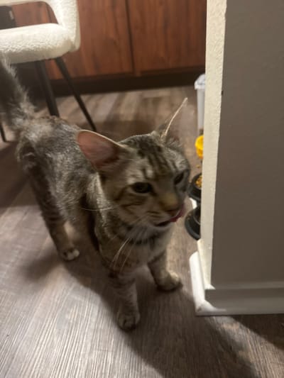 A grey and brown tabby kitten stands on a wood-patterned floor, facing right, with its tongue out. The kitten is partially obscured by a white wall on the right side of the frame. In the background, a chair with a textured white seat is visible, along with wooden cabinets. There are two pet food bowls, one yellow and one black, to the right of the kitten. The scene appears to be indoors, possibly in a residential setting, within the city of Fresno, United States of America.