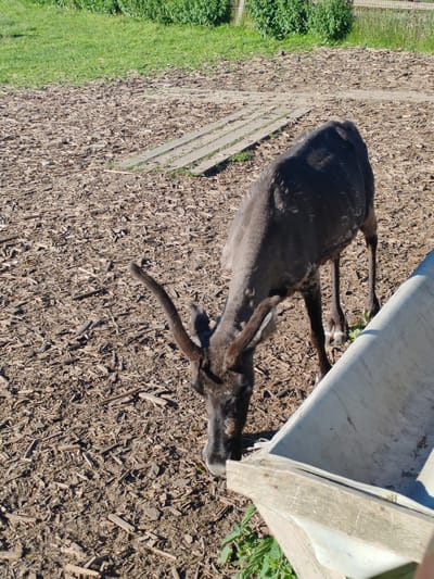 A dark-colored reindeer with antlers grazes on scattered wood chips in an outdoor enclosure. The reindeer is bent over, feeding from a trough or feeder that is partially visible in the foreground. The ground is covered in wood chips, and in the background, there is a patch of green grass and vegetation, with a wooden fence in the distance. The scene appears to be in a rural or park-like setting. The location is specified as Lukaši, Russia.
