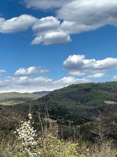 The image shows a landscape with a clear, blue sky filled with fluffy white clouds. In the foreground, there are branches of a tree with small white flowers. The middle ground is dominated by a green hillside. The location is Cherniche, Bulgaria.