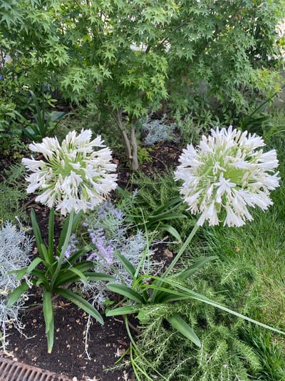 This is a top-down shot of a garden with lush green foliage and two large, spherical white flowers. The flowers, which appear to be Agapanthus, are composed of numerous smaller florets arranged in a radial pattern, creating a full, pom-pom-like appearance.

The garden bed is filled with a variety of plants. To the left, there is a dense plant with deeply lobed green leaves, possibly a Japanese Maple. In the center and right, there are spiky, greyish-green plants and thin, grass-like blades. Scattered among them are small clusters of delicate purple flowers, likely Lavender. The ground is dark soil, with some dried leaves and twigs visible. A dark grey grate or drain is visible at the bottom right edge of the frame.

The lighting suggests it is daytime, and the scene is serene and natural. There is no text visible in the image. The location context is Sirmione, Italy, which suggests a Mediterranean climate suitable for this type of garden.