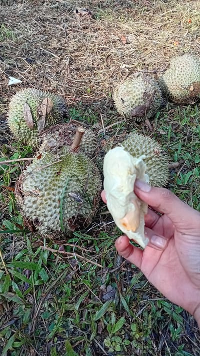 A hand holds a piece of durian fruit in front of a pile of durian fruits lying on the ground covered with dry leaves and grass. The durians are green and spiky. In the background, more durian fruits are visible on the ground, some partially covered by dried foliage. The scene appears to be an outdoor setting, possibly in Kilometer Delapan, Indonesia, given the presence of durian fruits.