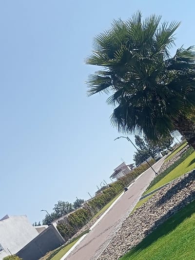 The scene, located in La Venta, Mexico, displays an outdoor environment under a clear, bright blue sky. A mature palm tree with dense green fronds occupies the upper right quadrant of the image. A light-colored paved path, possibly a pedestrian walkway or minor road, extends diagonally from the lower-left foreground towards the upper-right mid-ground. The path is bordered by manicured green grass. Along its right edge, a strip of light-colored gravel is visible between the grass and the pavement. On the left side of the path, a low wall or barrier is covered with dense green climbing vegetation. Several structures are present in the background: a modern, angular building with light-colored walls on the far left, and a residential-style building with a reddish roof and light-colored walls further back. At least two black, curved-arm streetlights are positioned along the paved path. No individuals, animals, or vehicles are present.