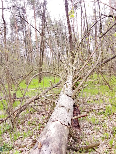 The image depicts a forest scene during early spring, characterized by a large fallen tree in the foreground. The tree trunk, light grey with patches of bark peeled away, lies diagonally across the lower part of the frame, extending from the bottom-left towards the center-right. Its numerous branches, mostly bare but with tiny bright green leaf buds beginning to sprout, fan out from the trunk, creating a dense network in the midground.
Behind the fallen tree, the forest floor is a mix of vibrant green new grass and scattered brown, dead leaves from the previous autumn. Taller, slender tree trunks, some appearing to be pines and others deciduous, rise towards an overcast, bright white sky that dominates the upper portion of the image. The overall impression is one of natural regeneration and the transition from winter to spring. No human activity or visible text is present. The light suggests it is daytime, under a cloudy sky. The setting is a natural woodland in Елец-Маланино, Russia.