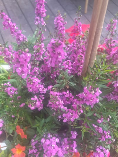 The image shows a close-up of a planter filled with vibrant purple flowers, possibly Angelonia, in Zikhron Yaakov, Israel. The flowers are densely packed on tall, slender stalks with small green leaves. Some of the flowers have white centers. In the lower left corner of the planter, there are a few small, bright orange flowers, possibly Portulaca. A wooden stake is visible in the right-center of the image, supporting the flowering plants. The background appears to be a wooden deck or walkway, with the planks running horizontally. The overall scene suggests an outdoor setting, likely a garden or patio, in Zikhron Yaakov. There are no people visible in the image.