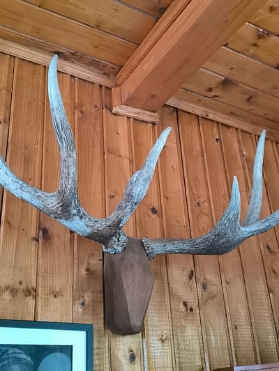 This image features a close-up, head-on view of a mounted set of moose antlers. The antlers are large and imposing, with multiple points extending upwards and outwards. They have a rough, textured surface and appear to be a light grayish-blue color, possibly artificially colored or weathered. The antlers are attached to a dark brown, polygonal base, which is mounted against a wall of vertical wooden planks. The wood grain is prominent, and there are visible knots in the planks. Above the antlers, wooden beams of the ceiling are visible, forming a corner with the wall. The lighting suggests an indoor setting, with the light source coming from above and slightly to the right, casting subtle shadows. In the bottom left corner, the edge of a framed picture or artwork is visible, with a light-colored mat and a dark frame, showing a portion of a grayscale image. The overall impression is one of rustic decor, possibly in a cabin or lodge-like environment. There is no visible text in the image.