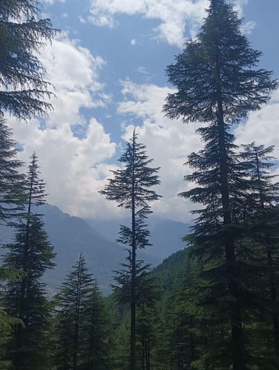 A vertical, medium shot captures a natural landscape dominated by tall, coniferous trees in Chhyal, India. The trees, silhouetted against a bright sky, have a dark green hue and feathery foliage. In the foreground and middle ground, numerous trees of varying heights fill the frame, creating a sense of depth. The sky above is a vibrant blue, adorned with scattered white, fluffy clouds.
In the background, hazy mountains rise, their peaks shrouded in a light mist. A hint of a settlement with buildings can be seen nestled in the valley between the mountains. The overall mood is serene and tranquil, evoking a sense of peace and immersion in nature. The lighting suggests it is daytime, with the sun illuminating the clouds and the upper portions of the trees. There is no visible text in the image.