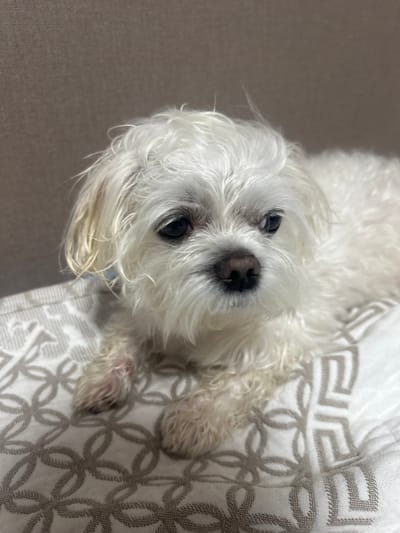 A white dog, likely a Maltese or similar breed, is lying on a surface with a patterned fabric. The dog's fur is fluffy and slightly unkempt, with a light cream tinge, particularly around its face and ears. It is looking towards the camera with dark eyes, one of which is partially obscured by its fur. The dog's nose is dark and wet. Its body is partially visible, with its legs and paws also covered in white fur. The patterned fabric beneath the dog features a geometric design in a light grey color, with repeating squares and circular motifs. The background to the left of the dog is a plain, dark grey surface, possibly a couch or rug. The lighting suggests an indoor setting, with no indication of time of day or weather. The dog appears relaxed, with its head resting on the patterned surface. There is no visible text in the image. The overall impression is a close-up portrait of a domestic pet in a comfortable setting.